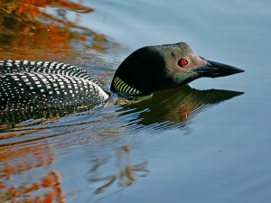 Killingbeck_Beaver Cove#2