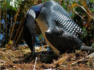 loon with egg