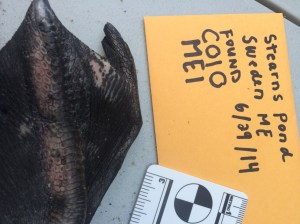 Both his left and right feet were bruised. They both had abrasions as well.