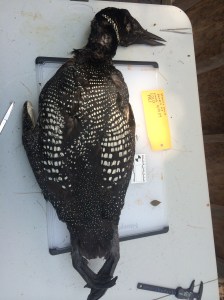 Stearns Pond Sweden, ME Found June 29, 2014